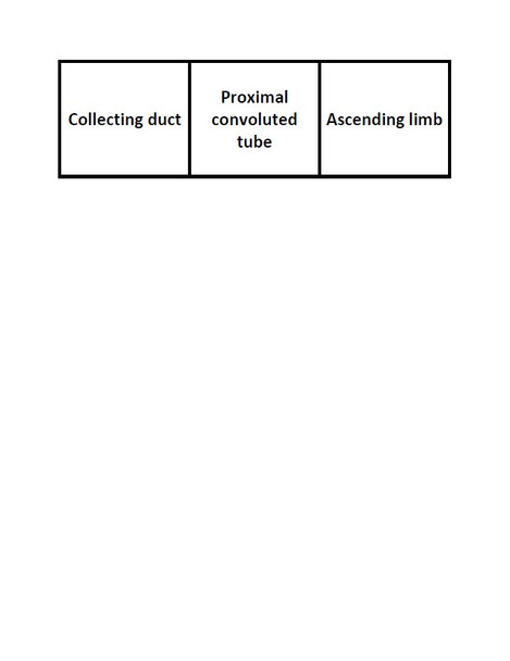 Blood and Waste Flow Through a Nephron Sequencing Card Sort Activity Set