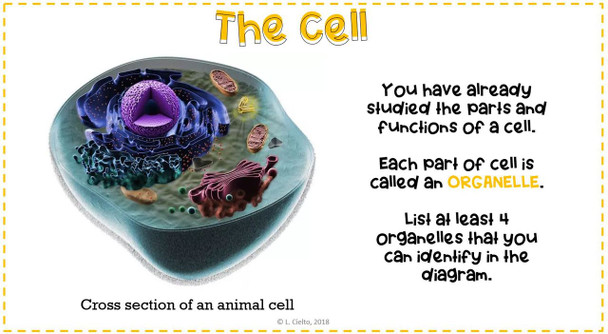 Cells and Cell Systems