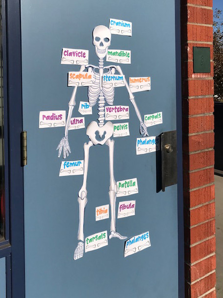 Human Body Systems Projects Bundle | STEM Activities