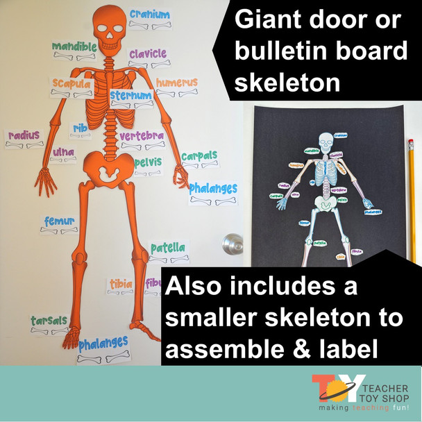 Human Body Systems Projects Bundle | STEM Activities