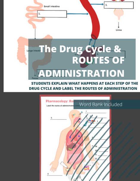 The Drug Cycle Handout