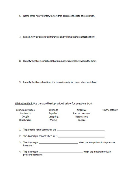 Respiratory System Study Guide Packet