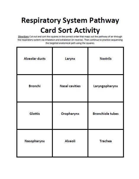 Respiratory System Pathway Card Sort Activity