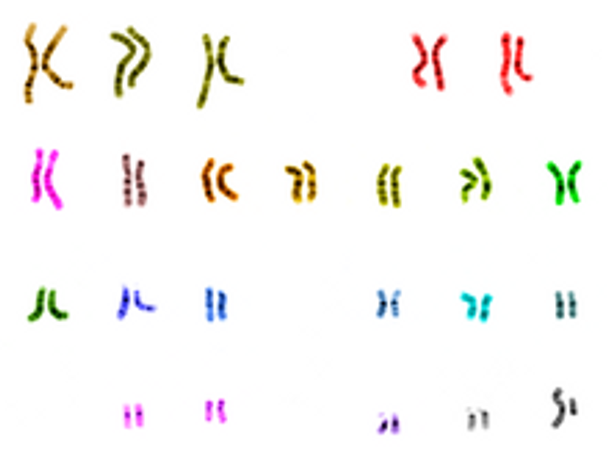 Comparing Genomes & Determining Evolutionary Relationships  Using Bioinformatics (NCBI Database)