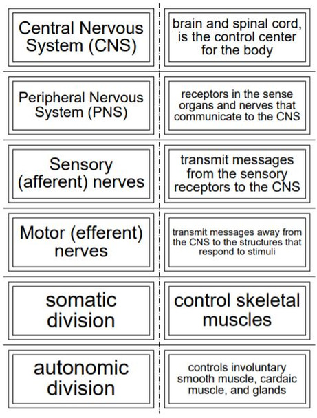 Flash Cards covering the Nervous System