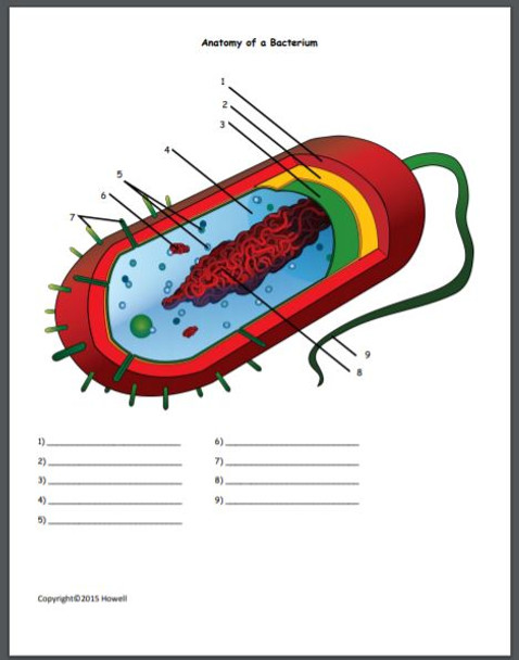 Parts of a Bacterium Quiz/Worksheet