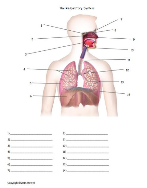 The Respiratory System Quiz or Worksheet