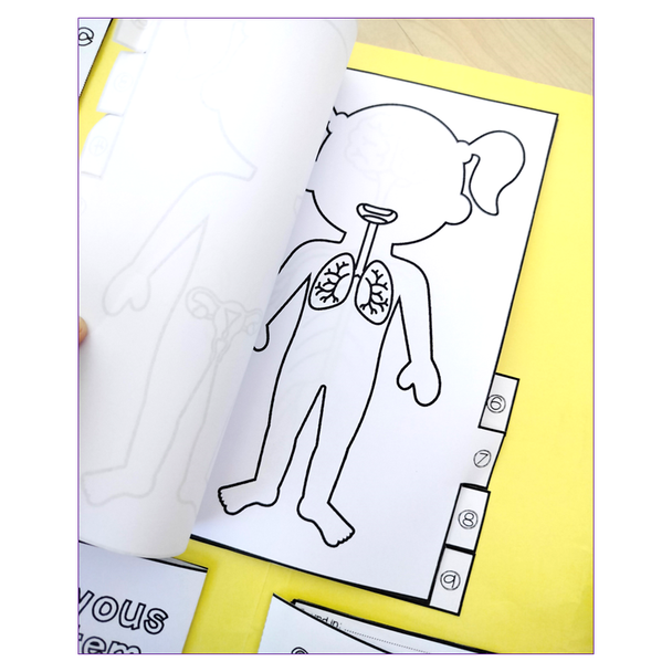 Human Body System and Some Main Organs Lapbook