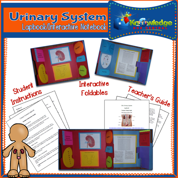 Urinary System Lapbook 