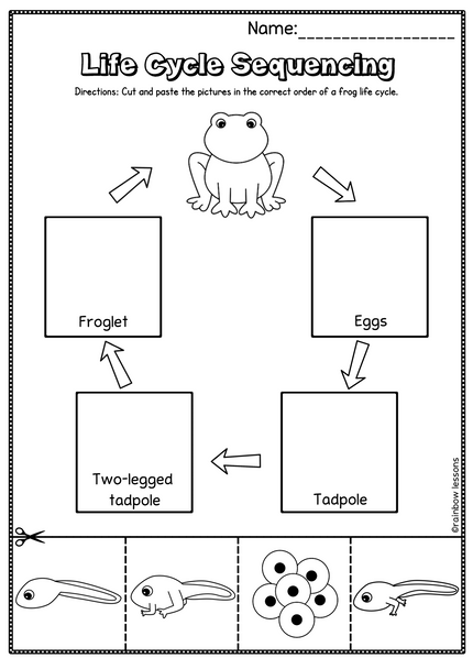 Life Cycle Of Frog Activities | Frog Life Cycle Craft | Kindergarten Science | Science Projects