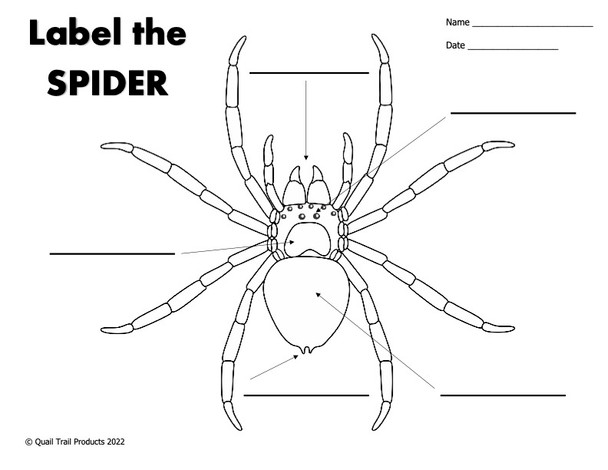 Spider Web Thematic Unit  Worksheets and Activities