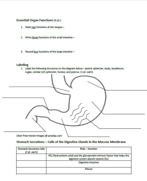 Digestive System Exam B