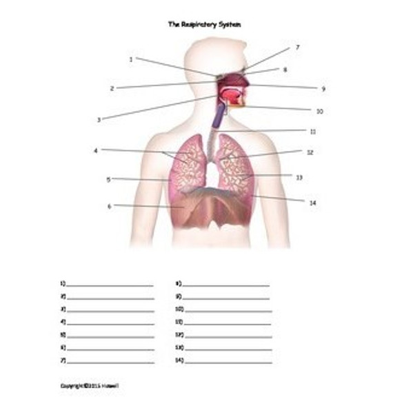 The Respiratory System Review Bundle for Anatomy or Physiology