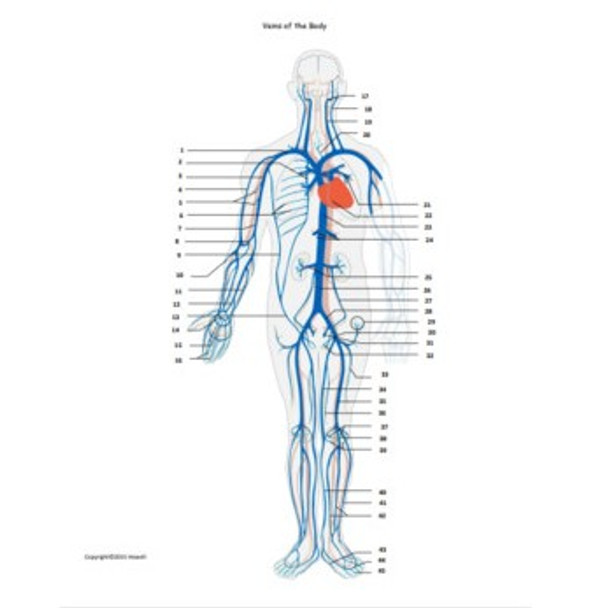 Veins of the Body Review Bundle for Anatomy or Physiology