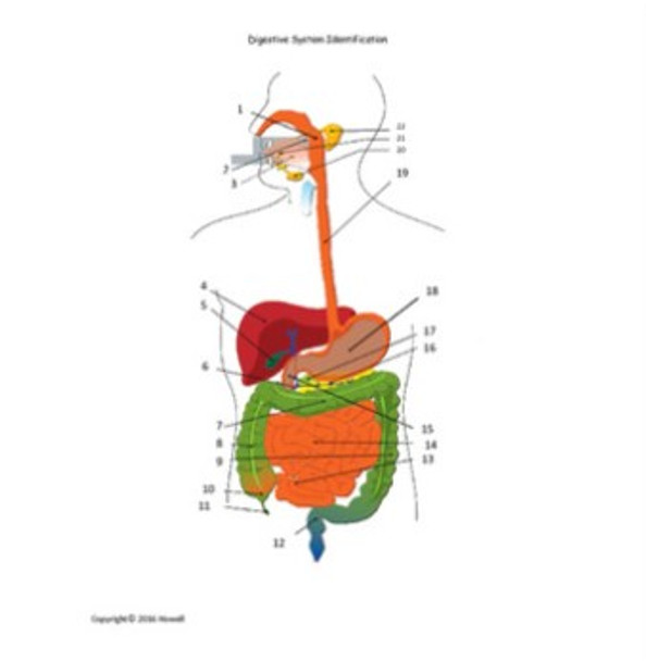 The Digestive System Review Bundle for Anatomy or Physiology