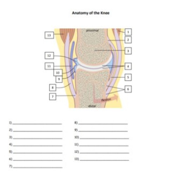 The Anatomy of the Knee Review Bundle for Anatomy or Physiology