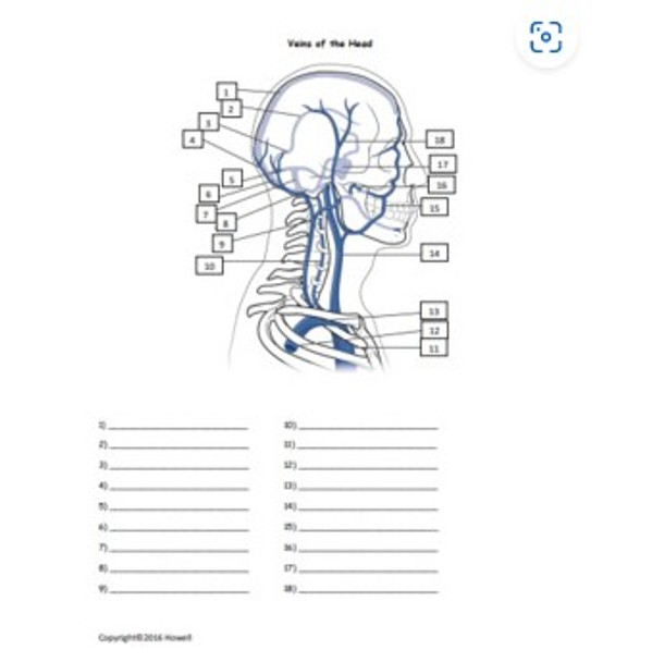 Veins of the Head Review Bundle for Anatomy or Physiology