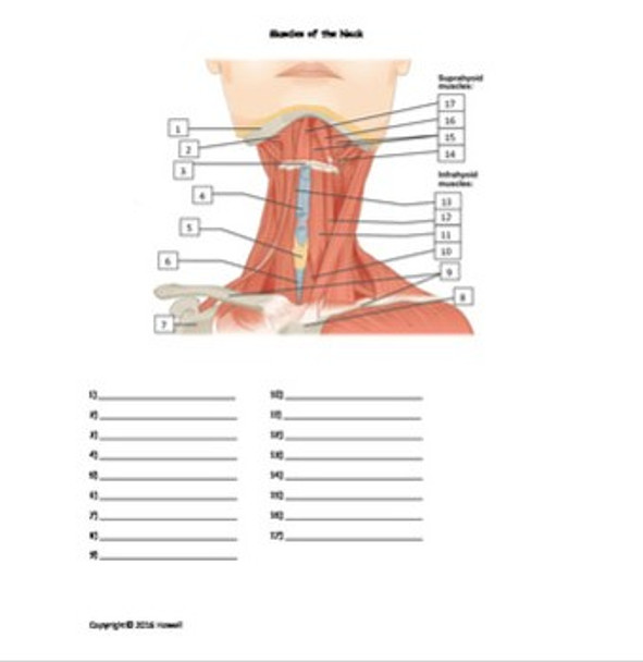 Muscles of the Neck Review Bundle for Anatomy or Physiology