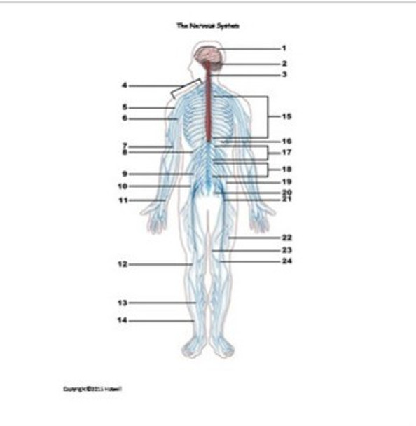 The Nervous System Review Bundle for Anatomy or Physiology