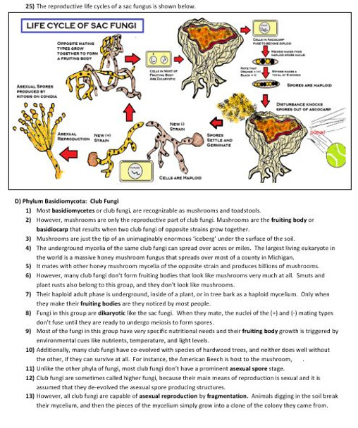 Camp's Biology By the Numbers:  Review of Kingdom Fungi