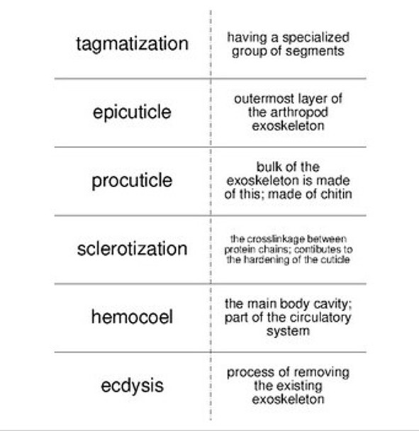 Invertebrate Biology Vocabulary Review Flash Cards Bundle