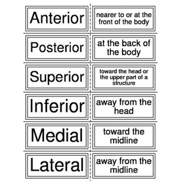 Anatomy Vocabulary Review Handouts Bundle