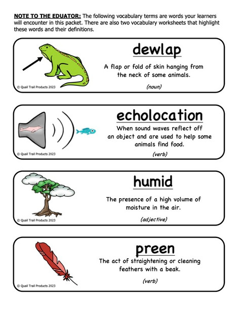 Animal Adaptations in the Rainforest Habitat Activities and Worksheets