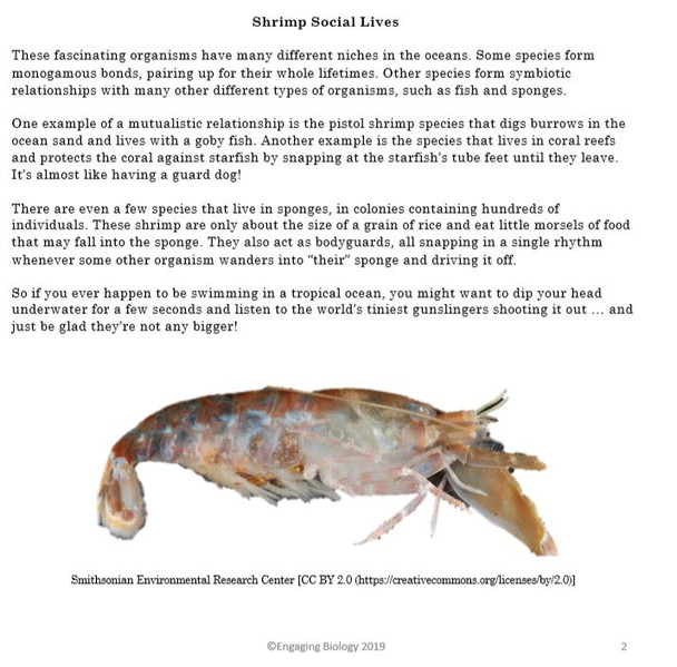 Pistol Packin' Shrimp Information Text and Activity