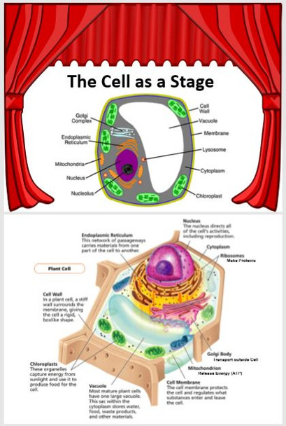 The Cell as a Stage: Organelles