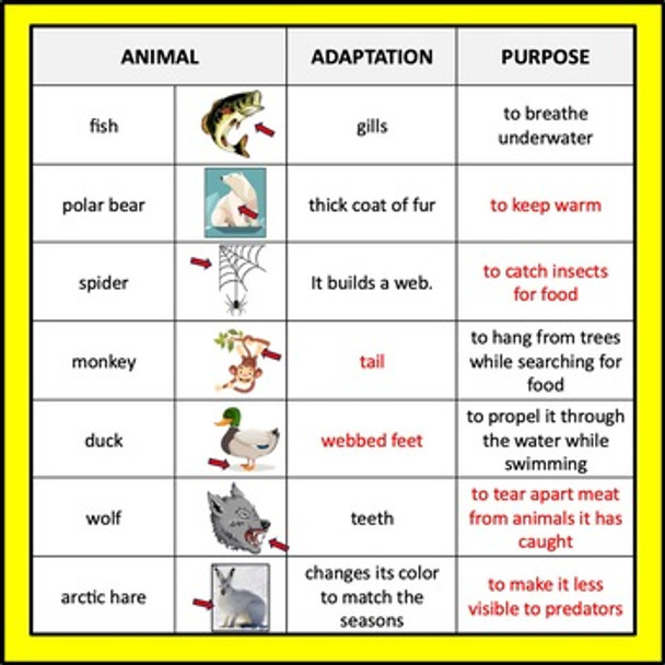 Animal Adaptations