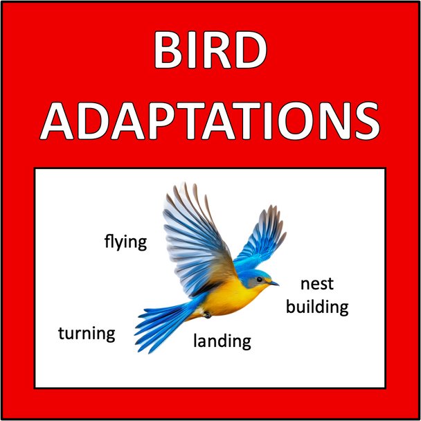 Animal Adaptations
