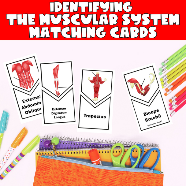 Identifying the Muscular System Matching Cards