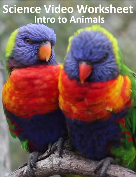 Intro to Animals. Video sheet, Google Forms, Blackboard, Canvas, Easel & more V3