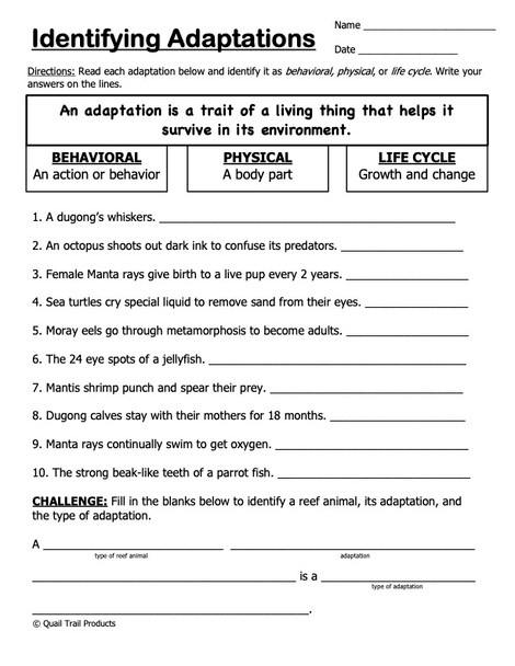 Animal Adaptations in the Reef Habitat Worksheets and Activities