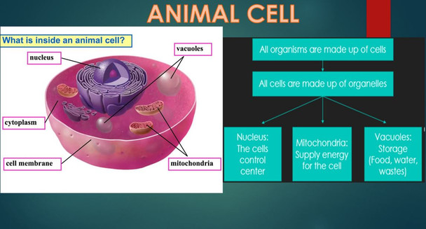 Understanding Cells - 3D Model and Analogy - STEM