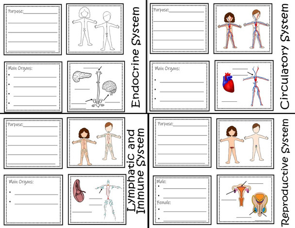 Human Body Systems - Interactive Notebook / Foldable