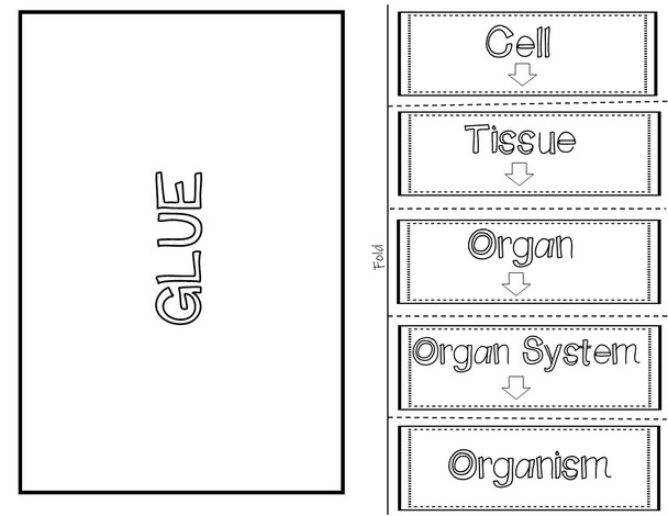 Structural Hierarchy of Organization Interactive Notebook / Foldable