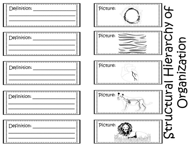 Structural Hierarchy of Organization Interactive Notebook / Foldable