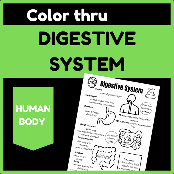 Color thru Digestive System