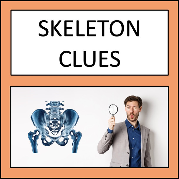 Skeletal System Skeletal System
