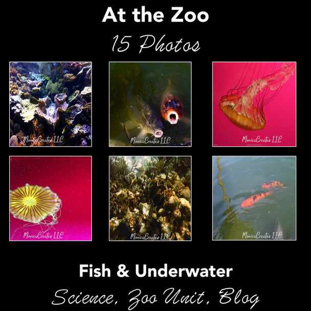 Stock Photos - Fish and Underwater Life 
