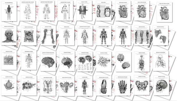 CUSTOMIZABLE Anatomy Worksheets! 36 pages with Answer Keys and PNG images!