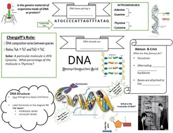 DNA Structure Interactive Doodle Handout