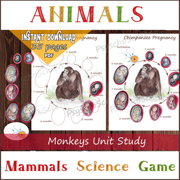 Monkey Unit Study, Chimpanzee pregnancy poster and diagram, Life cycle