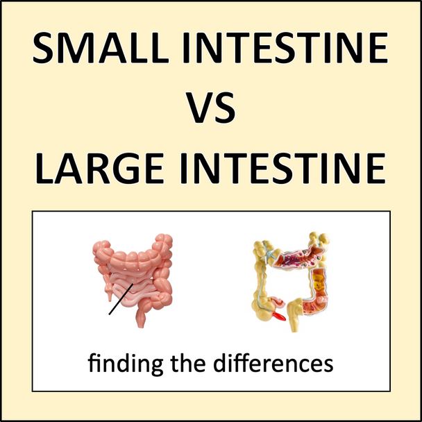 Digestive System Digestive System