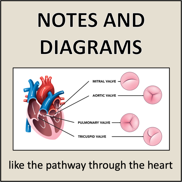 Circulatory System