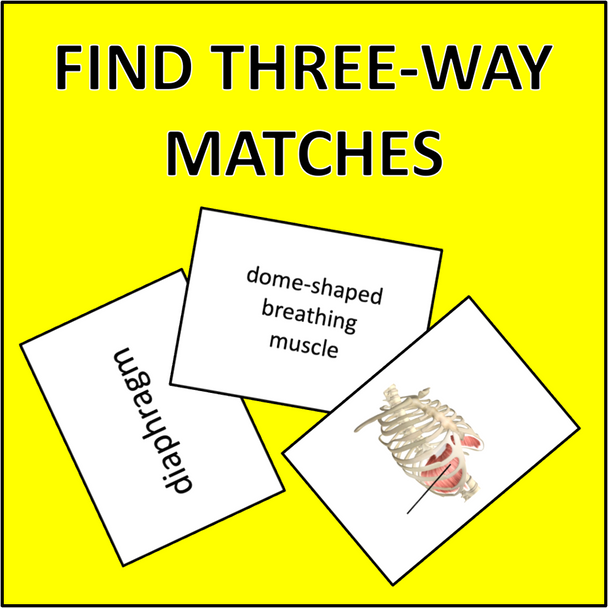 Respiratory System Memory