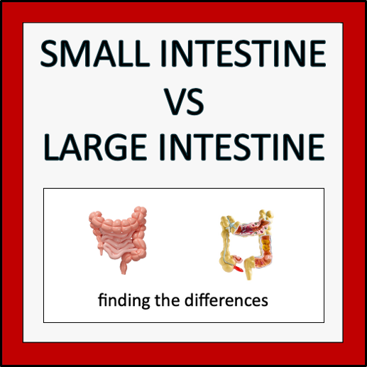 Digestive System - Alberta Grade 5 Science