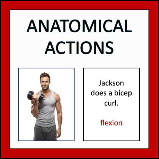 Muscular System - Alberta Grade 5 Science