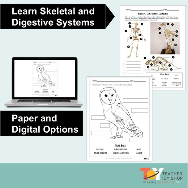Owl Pellet Dissection Lab & Owl Unit: Bone Chart, Dichotomous Key, & Food Web